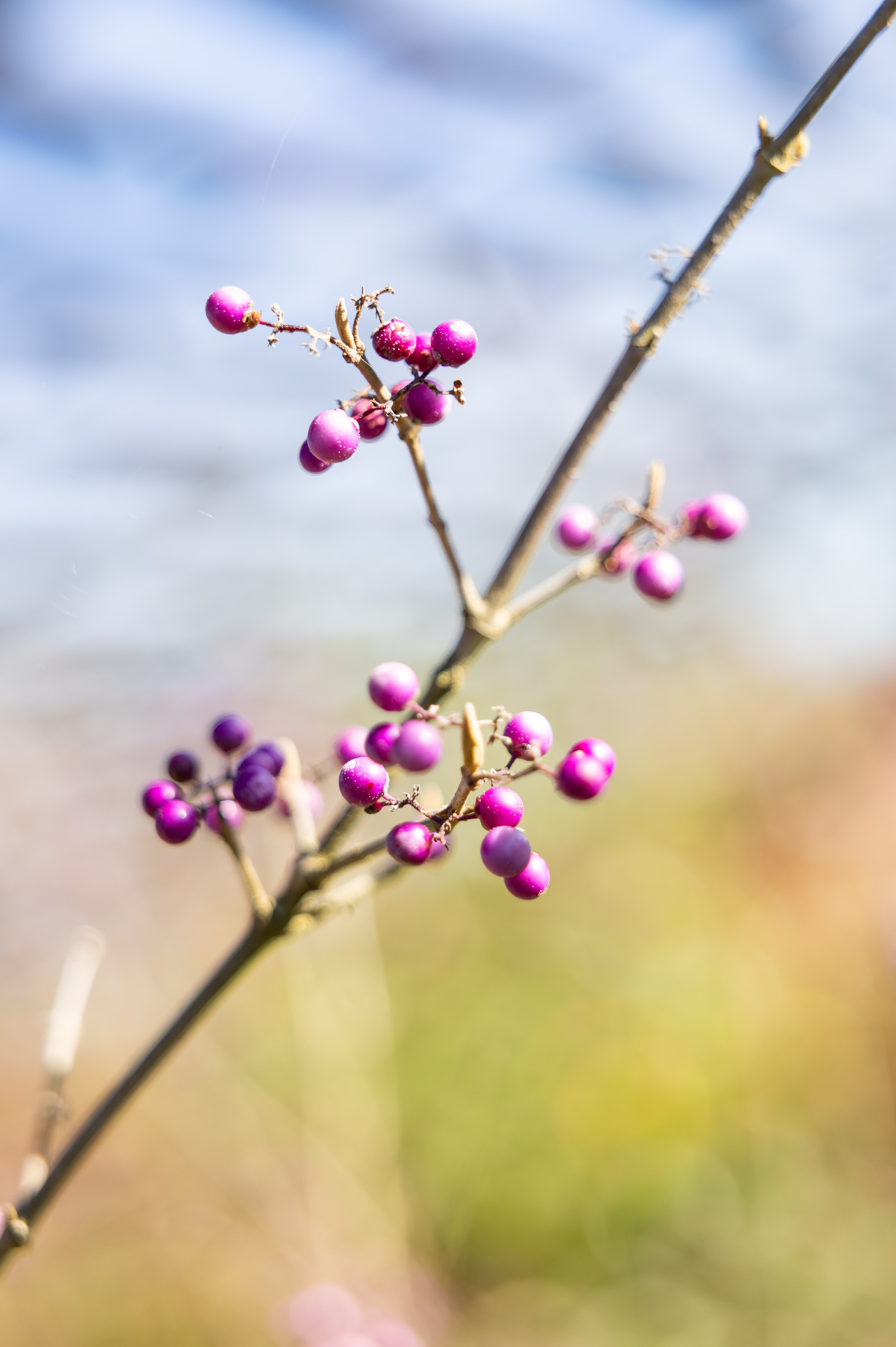 Alpine Garden Alpine Garden