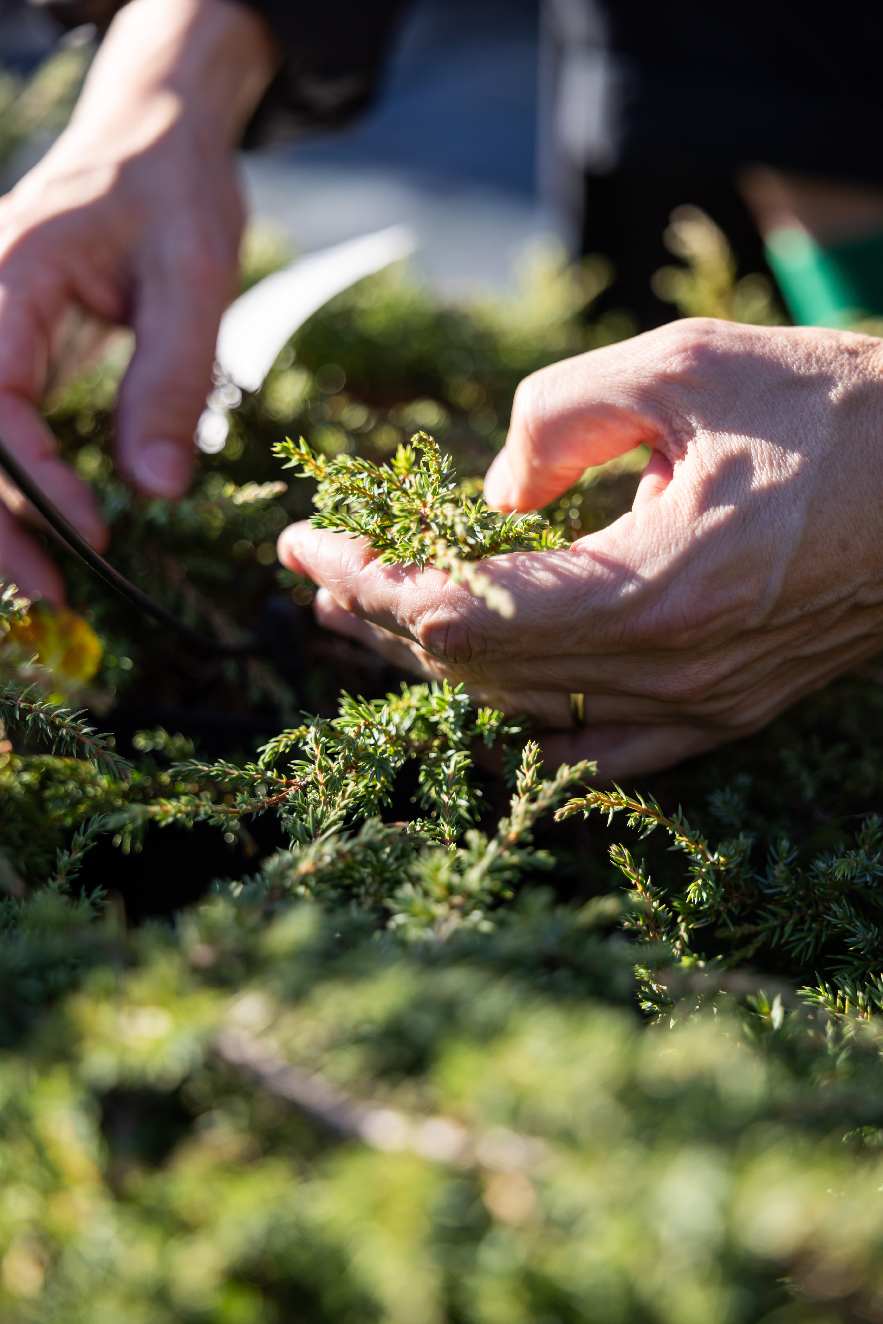 Alpine Plants Day Alpine Plants Day